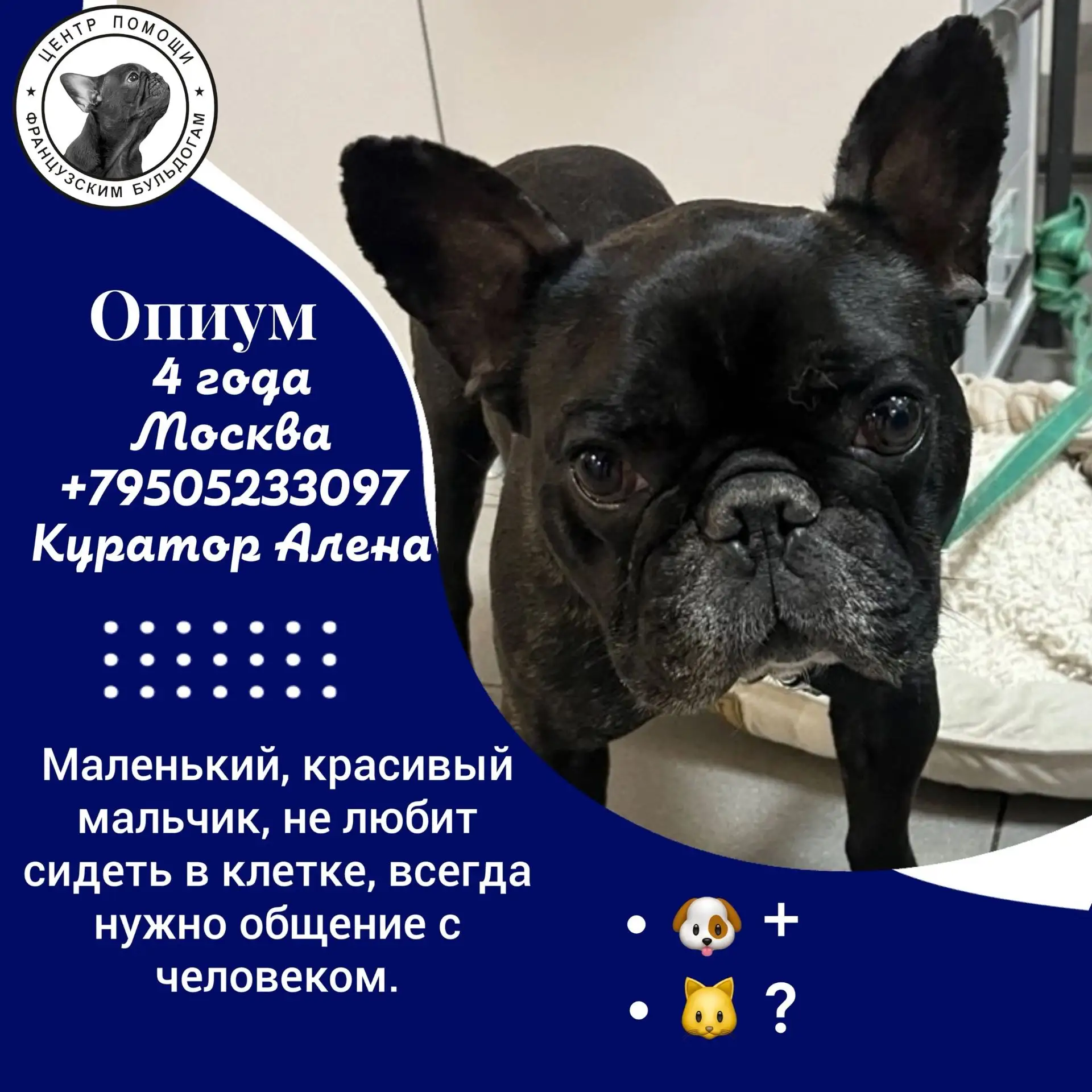 Знакомьтесь, это мистер #Опиум@sosbulldog — батарейка Energizer в обличье французского бульдога! 🔋�