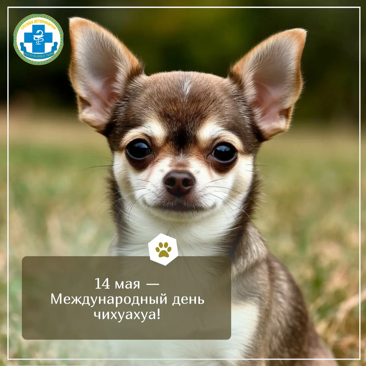 Сегодня — Международный день чихуахуа! 🐾