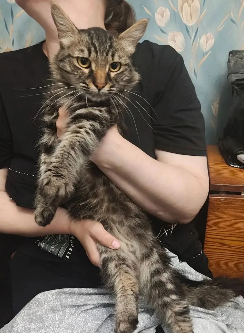 Этому эффективному и симпатичному котику по  кличке  Маркиз очень нужен дом. Он очень ж...