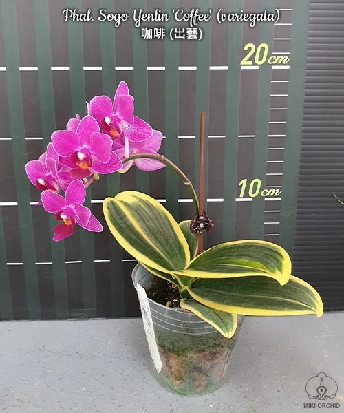 Phal. Sogo Yenlin 'Coffee' (variegata)