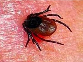 🦠 Снижение активности клещей в Свердловской области: эпидемиологи отмечают позитивную ...