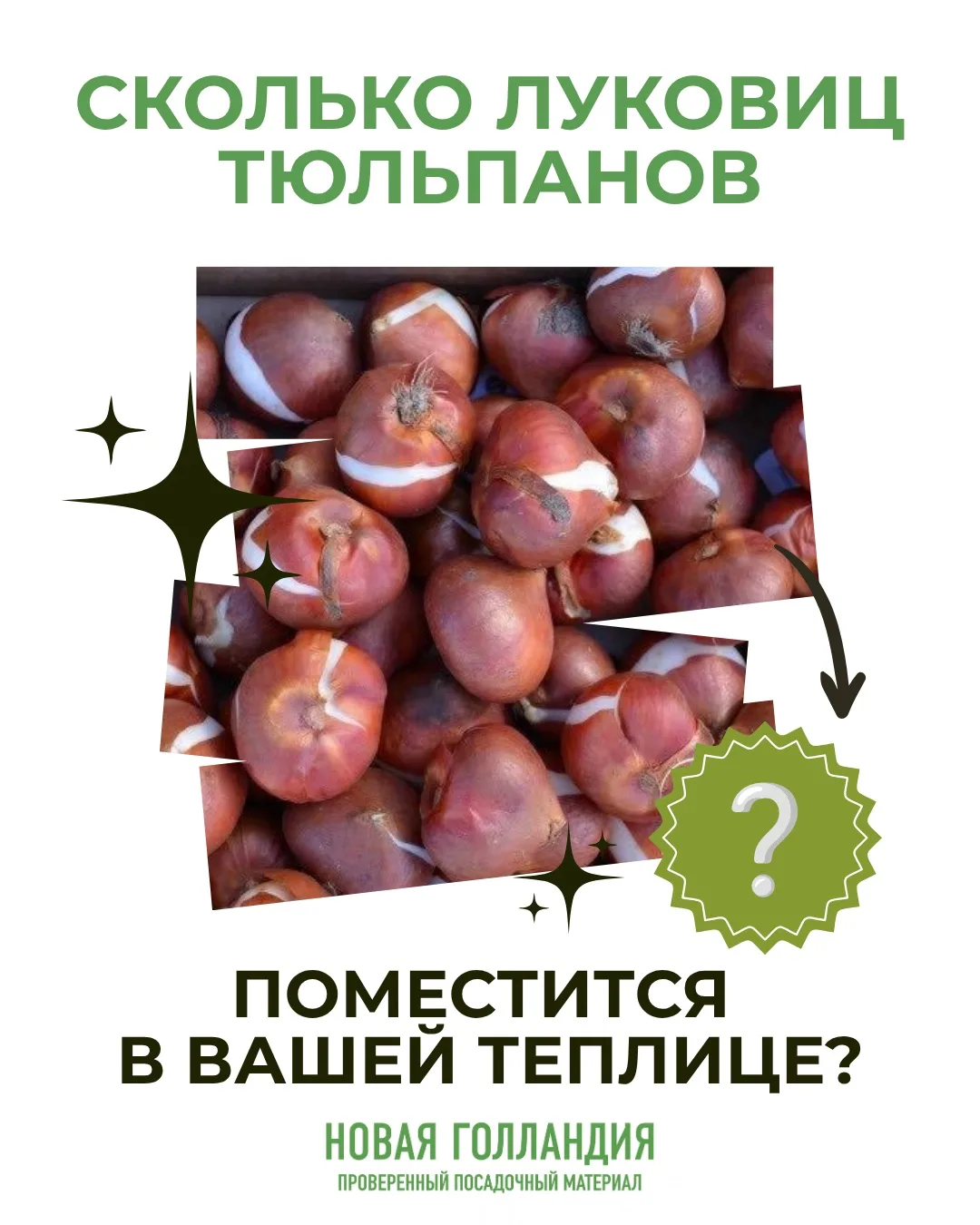 🌷 Сколько луковиц тюльпанов реально поместится в вашей теплице?