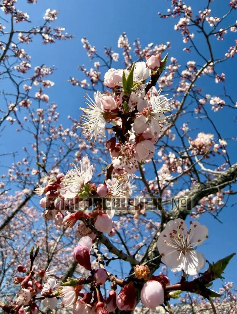 🌸Амурская область — цветущая: подписчики Б1 делятся красочными кадрами  Присылайте фото с цветущими 