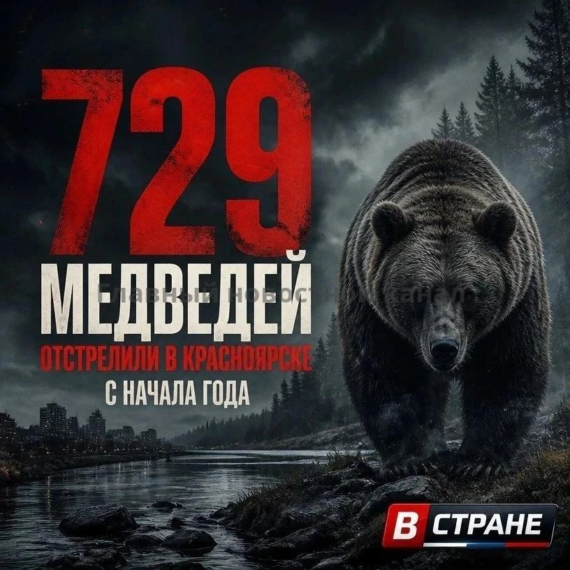 ❗В Красноярском крае после гибели людей отстрелили более 700 медведей