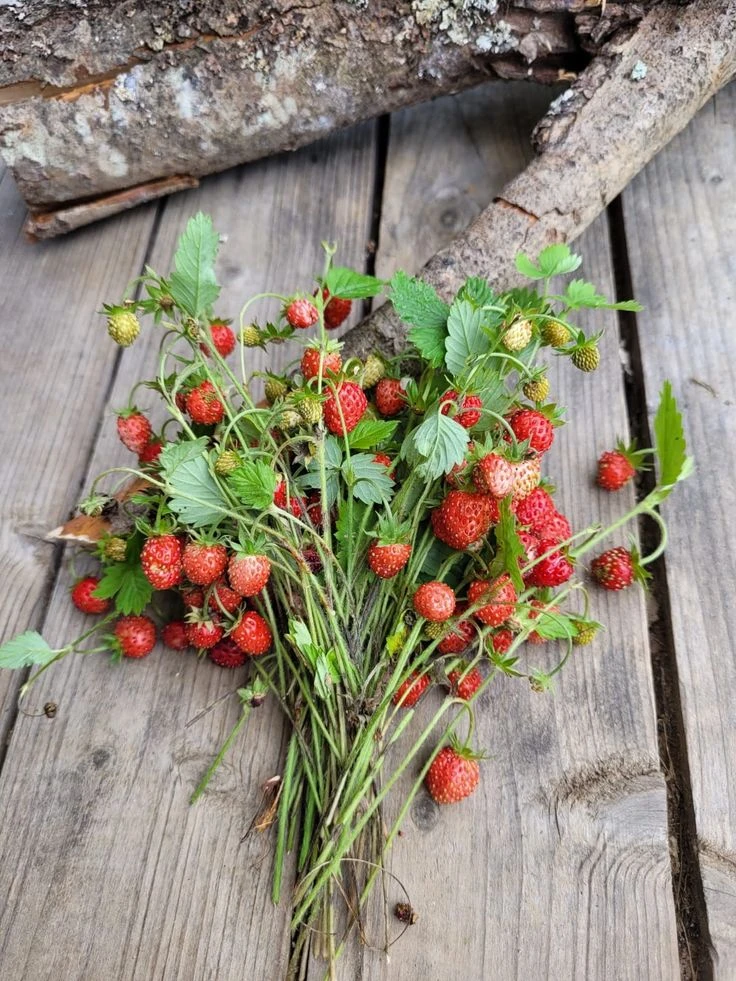 День земляники: Маленькое красное лето в каждой ягоде 
🍓Эта крошечная ягода – настоящая королева ле