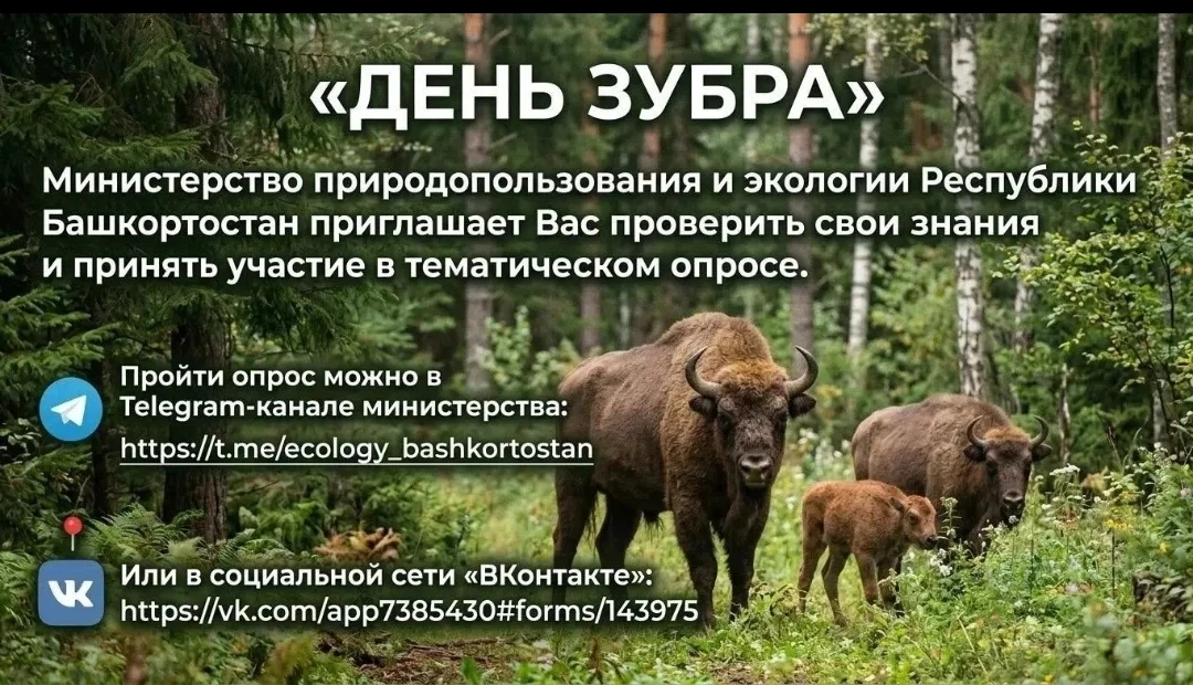 Зубр — хозяин леса и самое крупное животное Европы: самец весит как небольшой автомобиль.