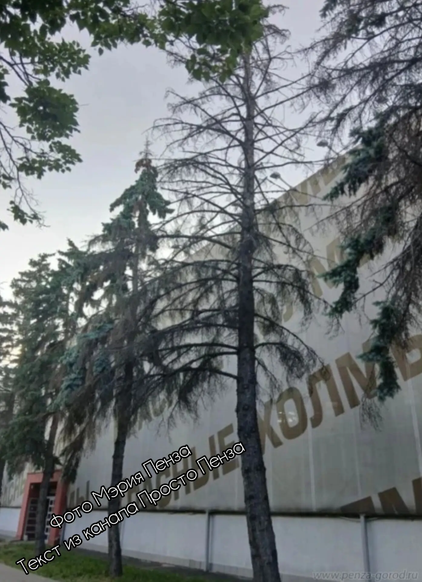 В Пензе на улице Суворова, рядом с ТЯК «Красные холмы», планируется удаление пяти аварийных деревьев