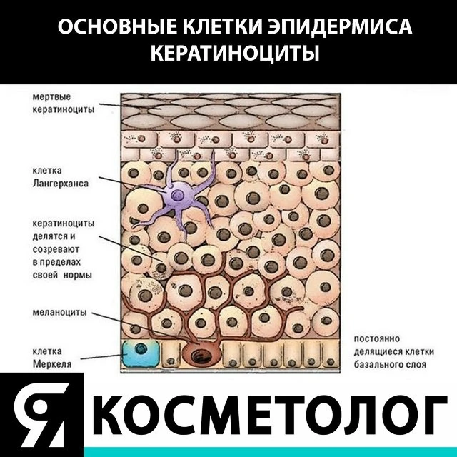 🙋 Кератиноциты - основной тип клеток эпидермиса, образующихся в базальном слое, чуть выше дермы.

☝