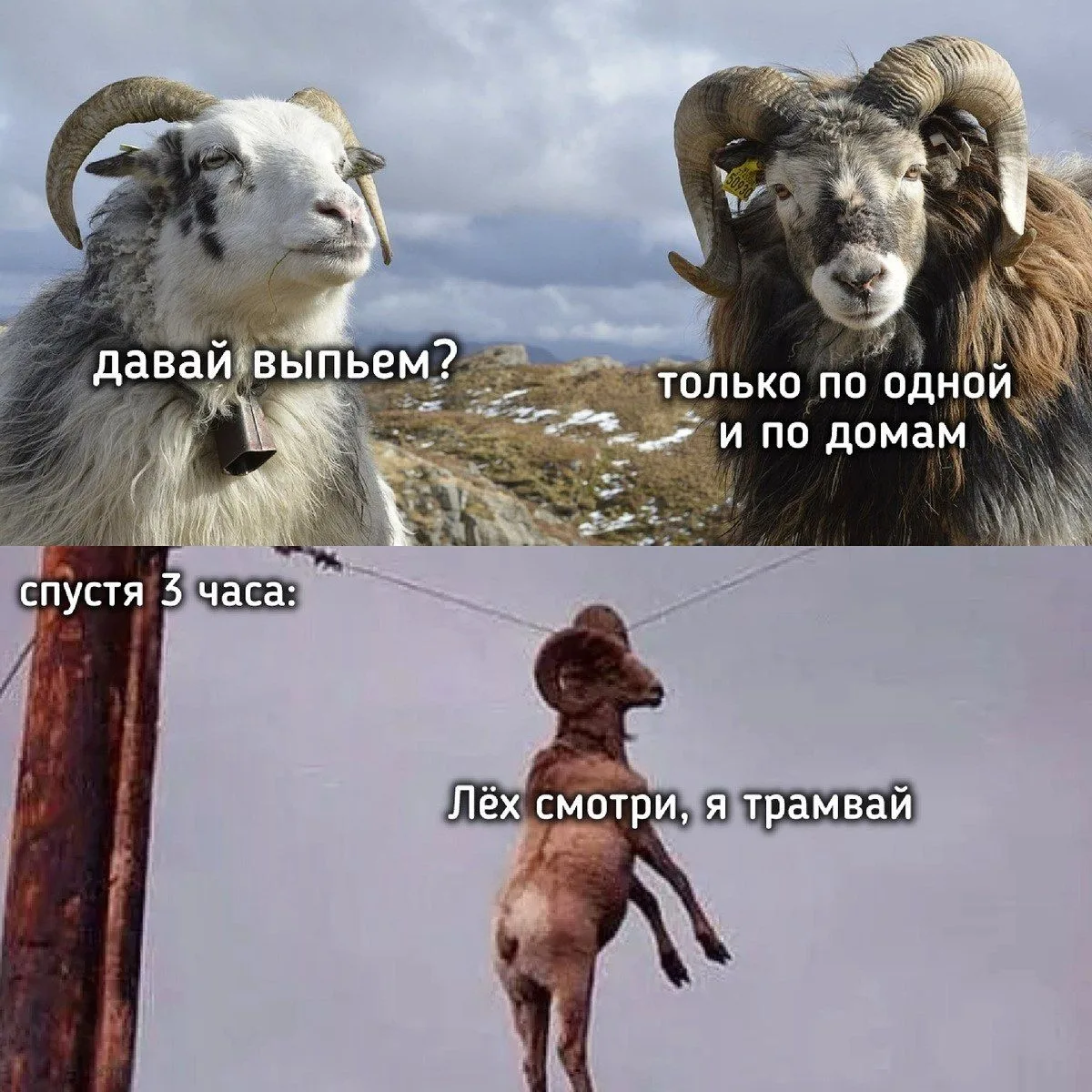 ❗️ЛУЧШИЙ КАТАЛОГ КАНАЛОВ  В MAX ❗️