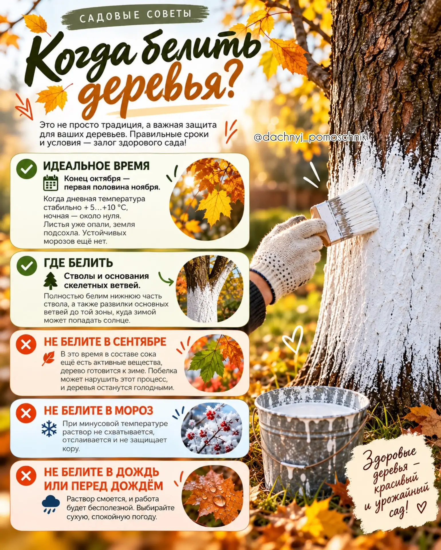 🍂 КОГДА БЕЛИТЬ ДЕРЕВЬЯ?