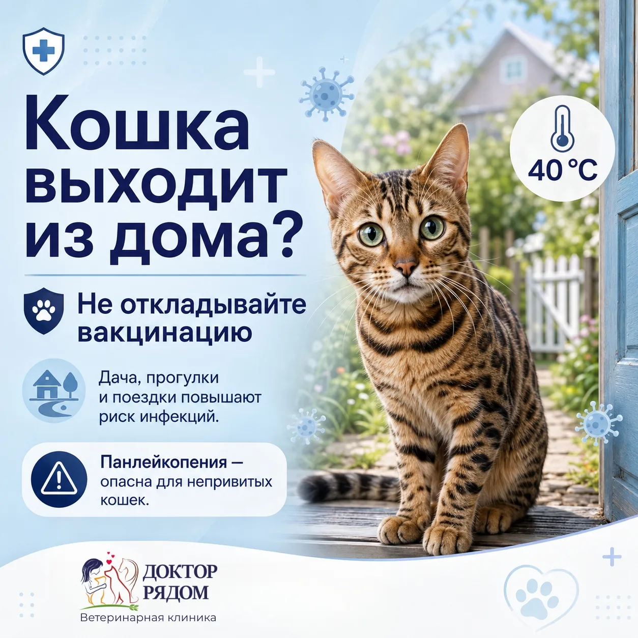Иногда один пропущенный укол может стоить кошке слишком дорого.