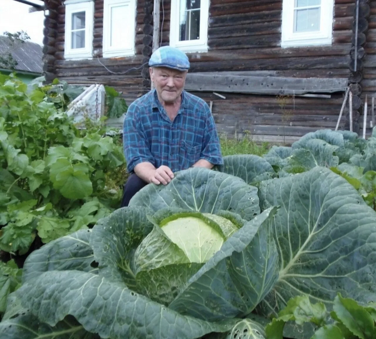 ЧTOБЫ КАПУСТА РОСЛА KPEПКОЙ И ЗДOPOВОЙ