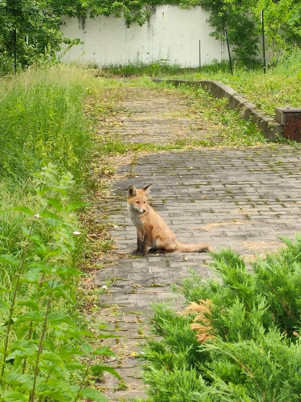 🌳🦊 Лиса в гостях у МосГУ 

▌Наша университетская среда — это не только пространство для учёбы и на