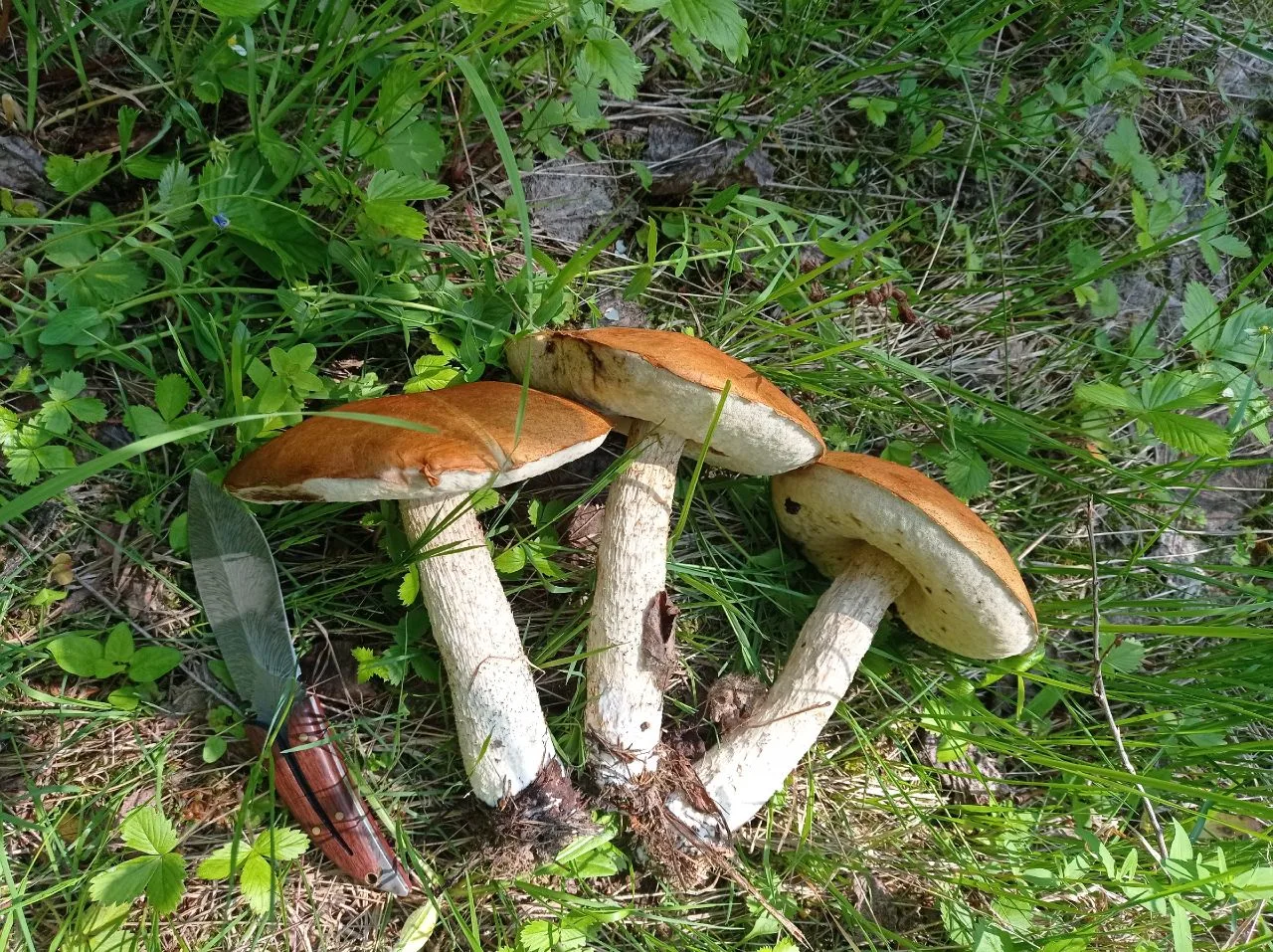 13.06.2026
Пермский край