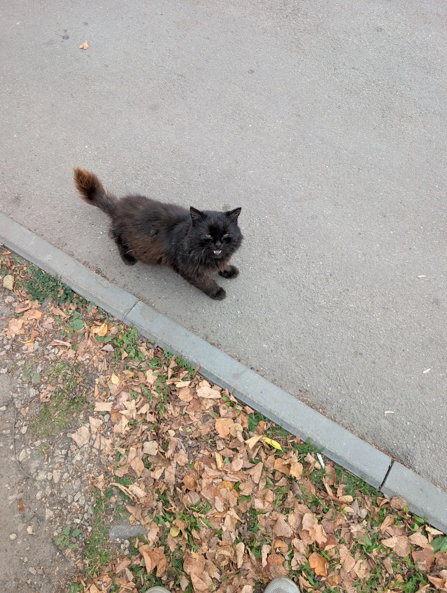 Встретил на улице кота 😽, есть просит, накормил его.