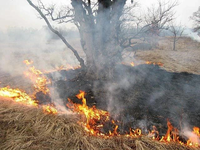 Один лесной пожар ликвидировали в Иркутской области

В Иркутской области продолжают бороться с лесны