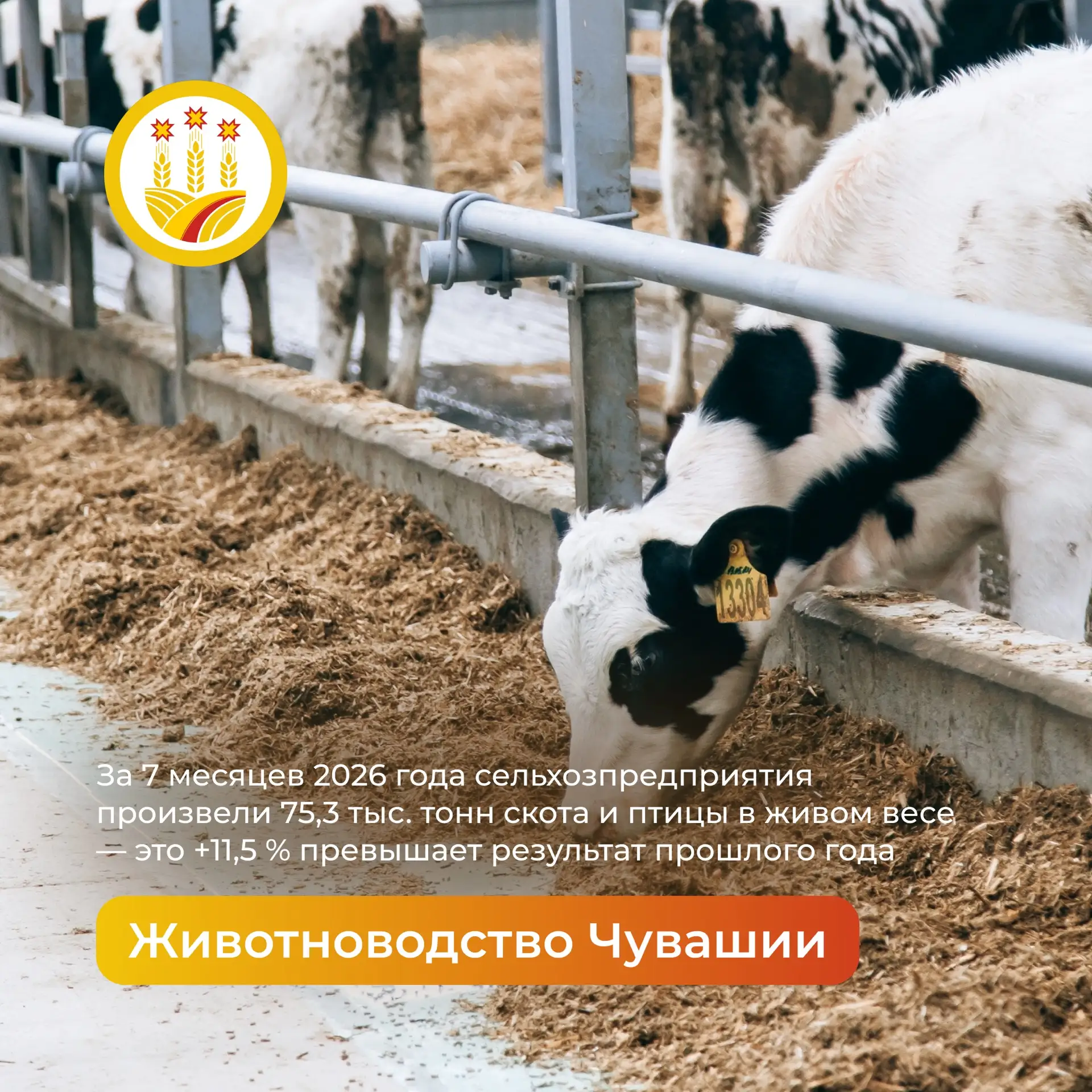 В Чувашии животноводство не просто растёт — оно набирает обороты, как трактор на полной...
