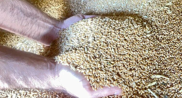 🌾Мониторинг качества зерна нового урожая из Калмыкии продлится до 30 ноября.