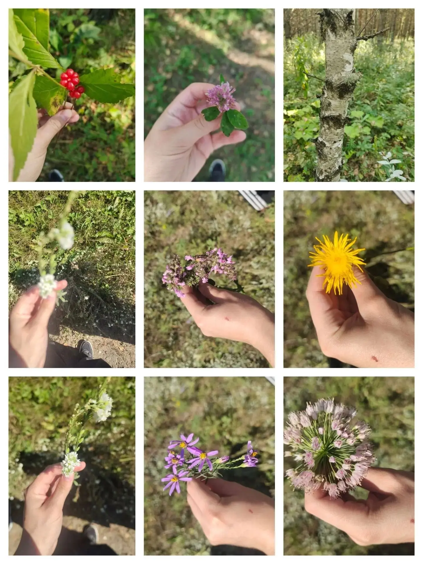 День ботаники🌱