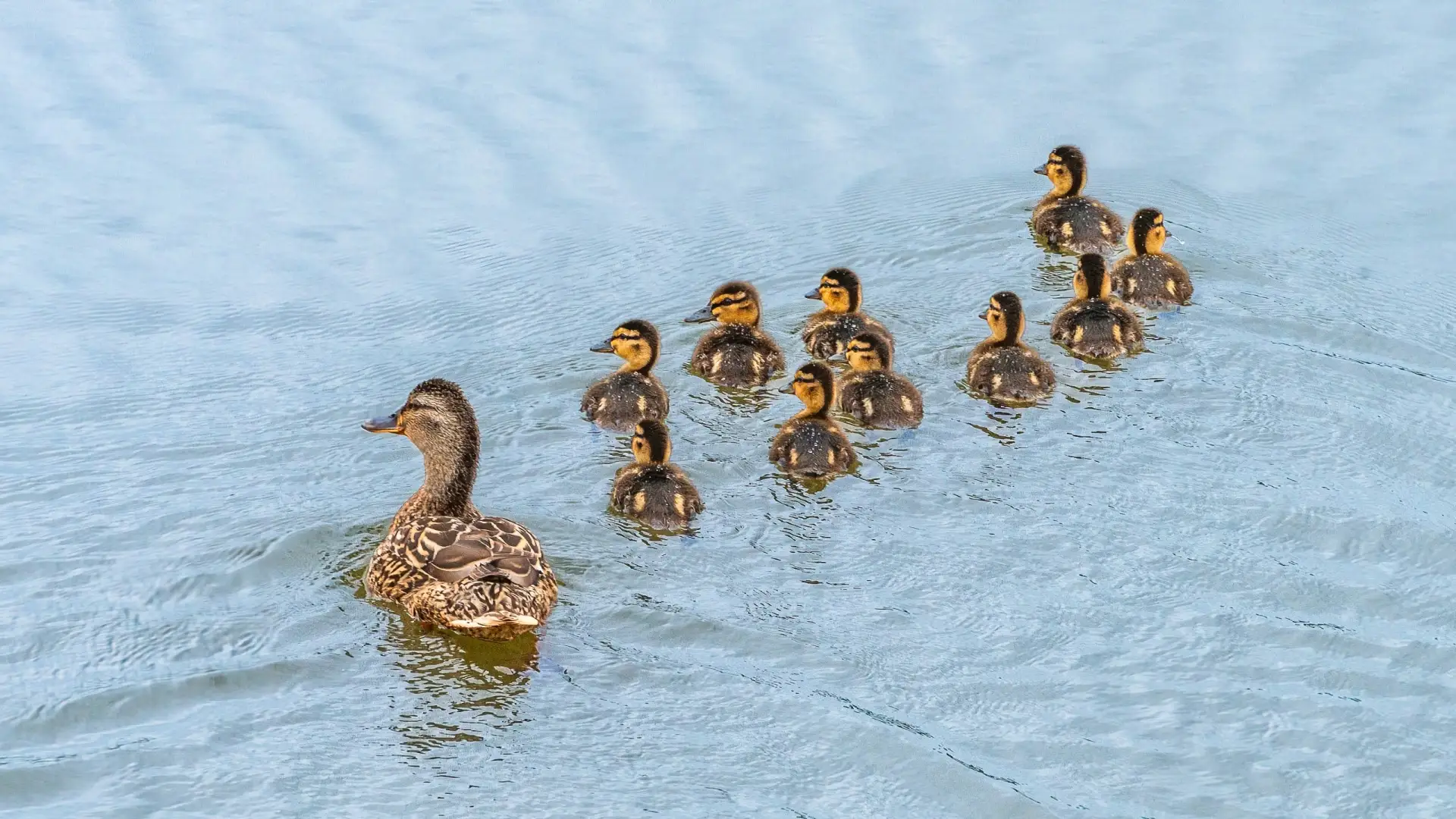 🦆Кряква с потомством

📸Фото: Стас Неклюдов