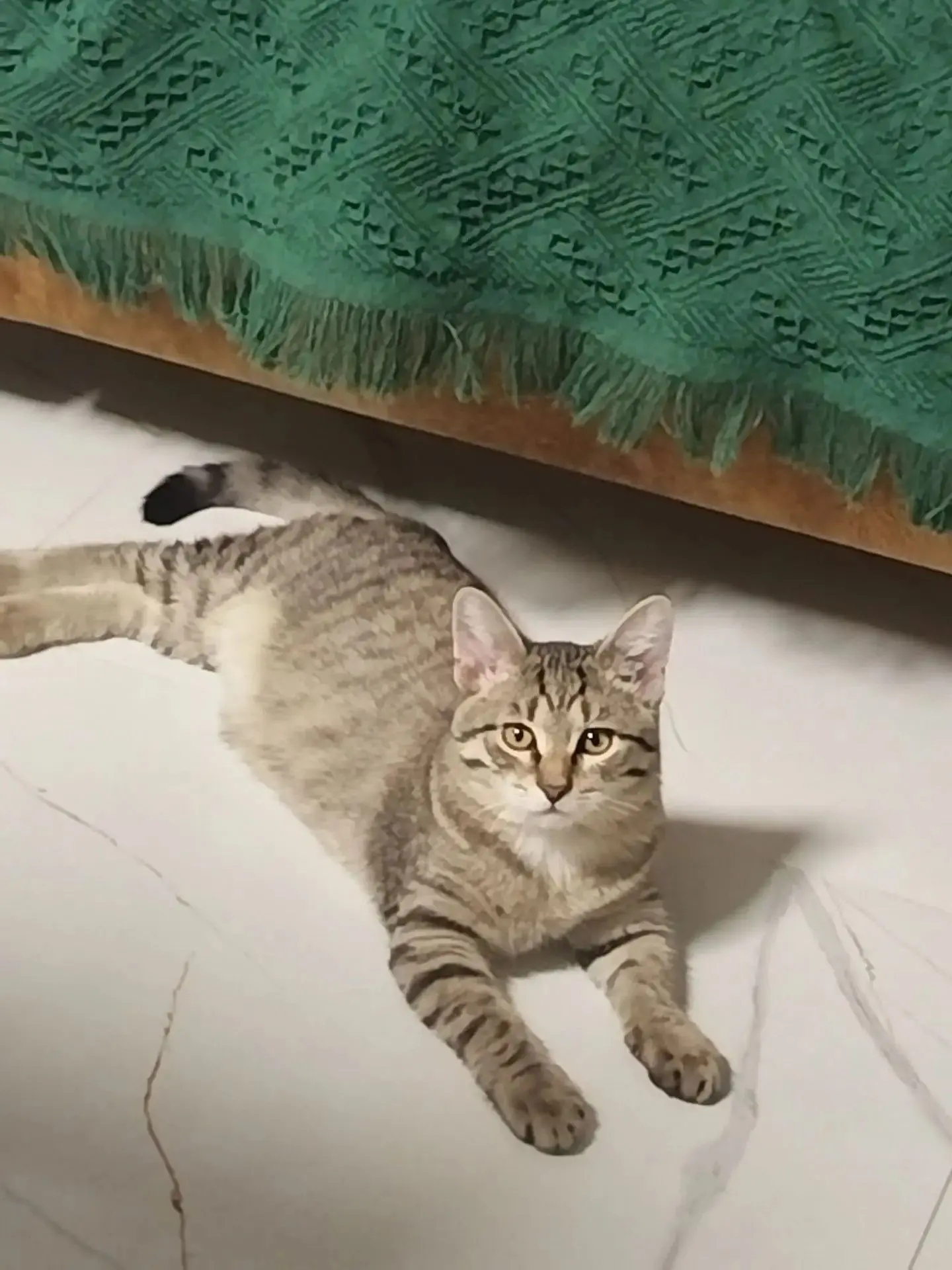 😻😻😻Срочно всем кошатникам, кошатницам и сочувствующим! Мимишный Барсик ищет дом.

Барсик прибился