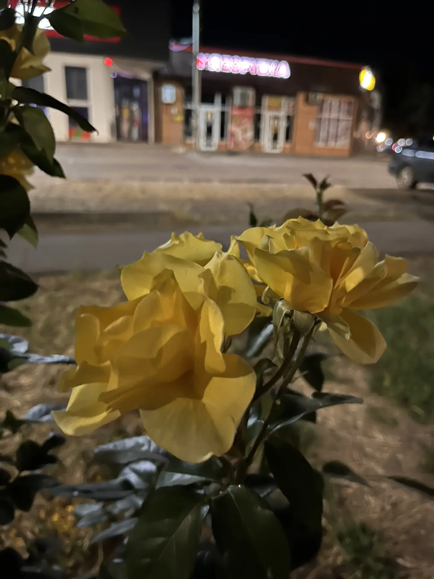Доброй ночи 🌗✨