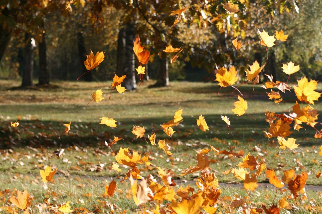🍁Первые признаки осени в столице