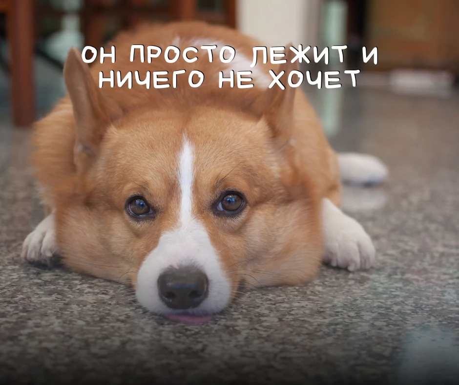 «Он просто лежит и ничего не хочет».