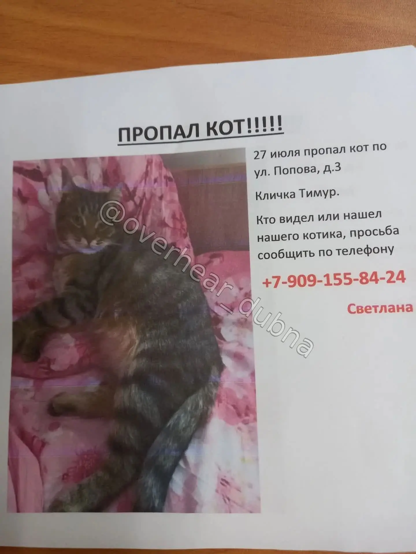 Потерялся кот Тимур в районе ул. Попова, д3. Очень добрый и упитанный. Если кто-то видел сообщите, п