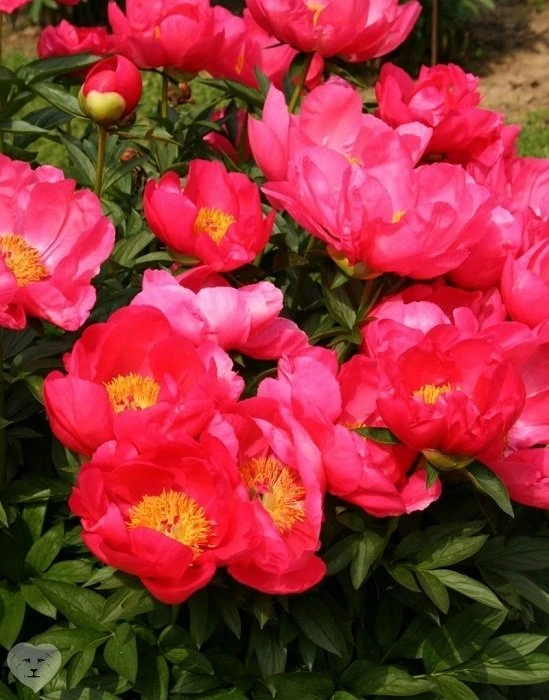 Пион Флэйм.
🌸🌸🌸

Пион Flame (Флейм). Очень удачный межвидовой гибрид. Куст компактный, округлый. 