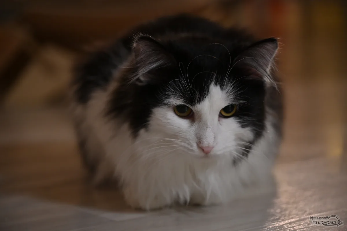 🐈 В Сургуте женщина может лишиться квартиры из-за 60 кошек.