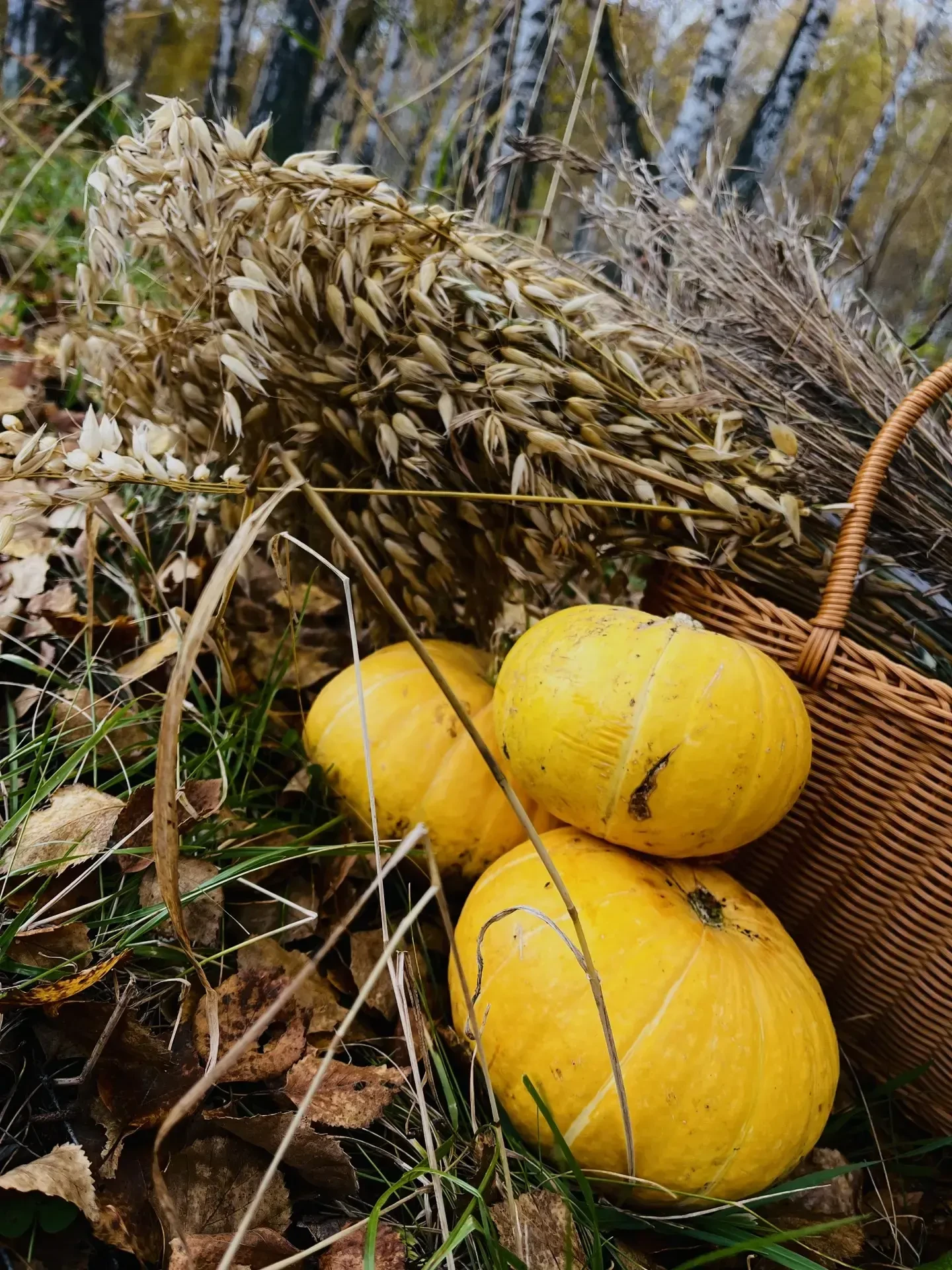 🍁Номинация: «Огородные чудеса»