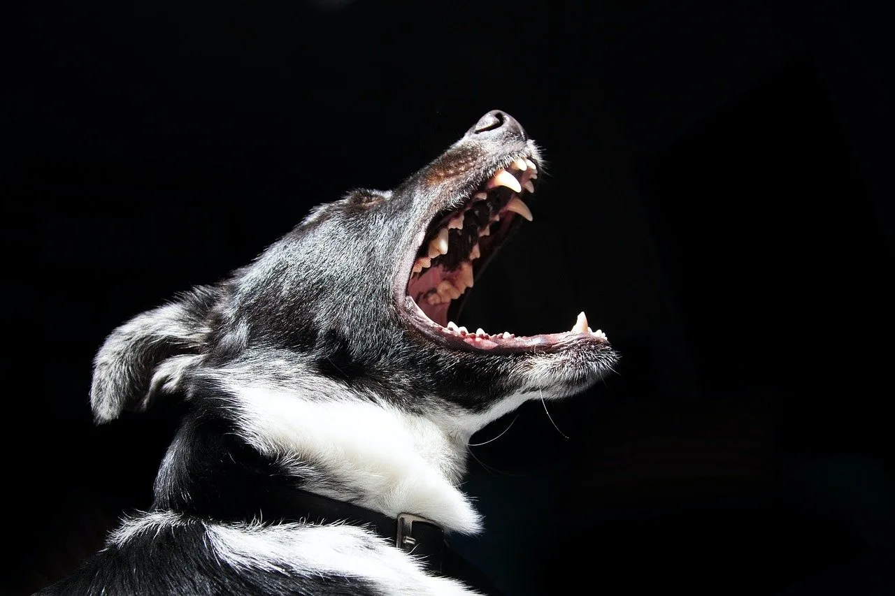 🐕В Красноярском крае вступили в силу новые правила отлова бездомных собак