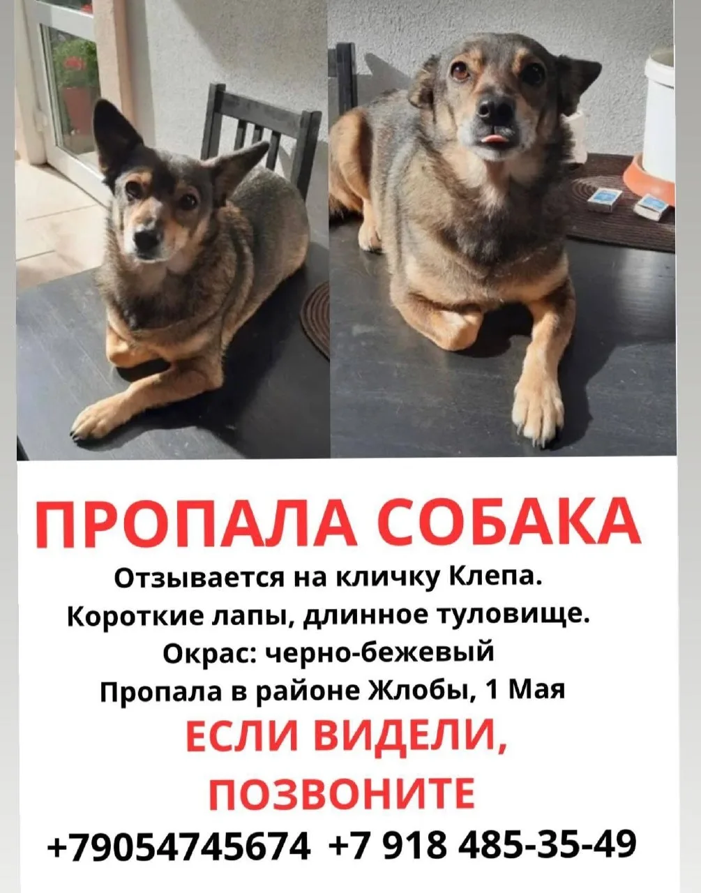 Пропала собака, взрослая 7-8 лет. Нет ошейника. Вышла со двора и не вернулась. Добрая, но пугливая. 