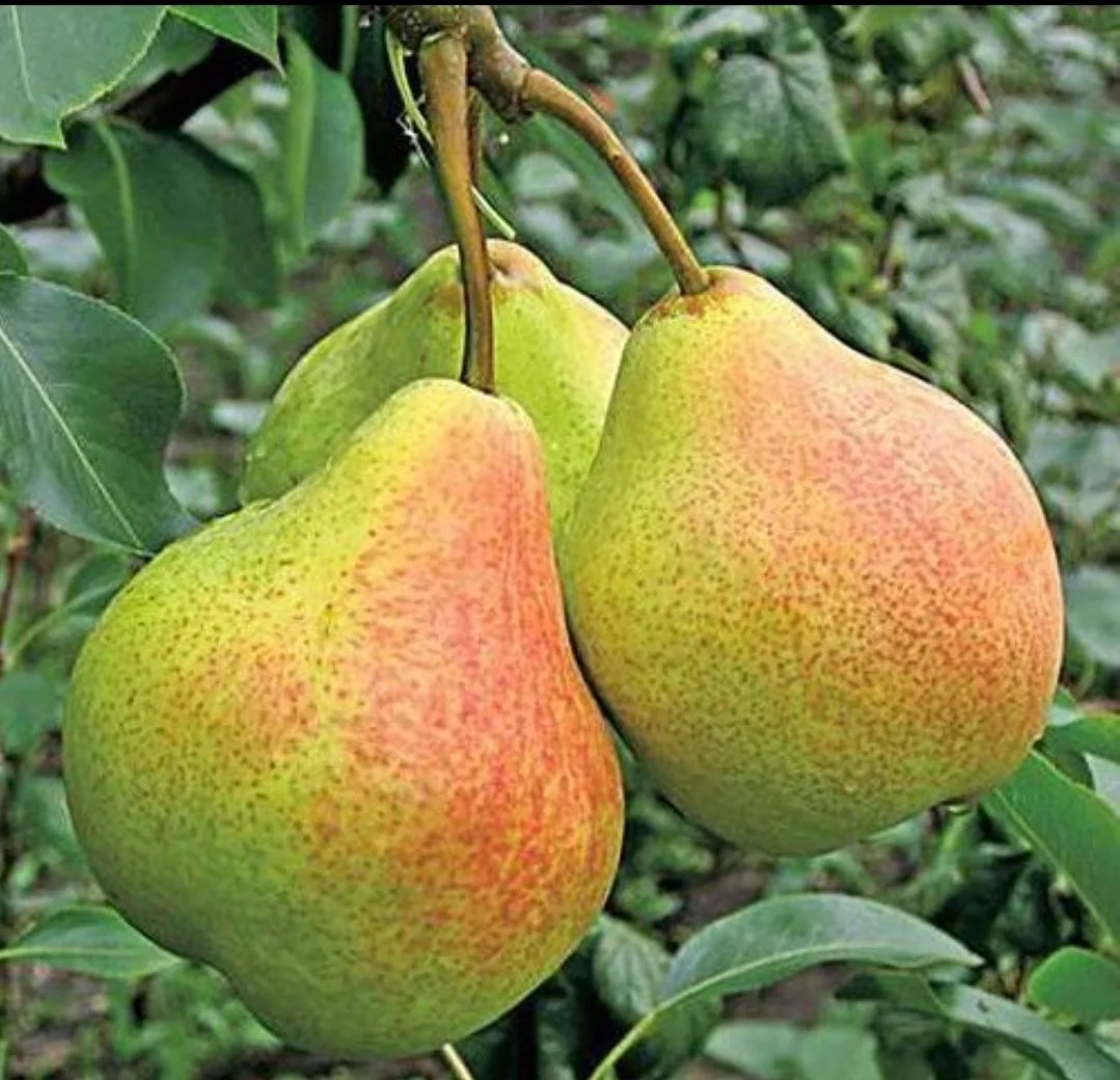Лучшие сорта груши для участка — как выбрать удачно 🍐