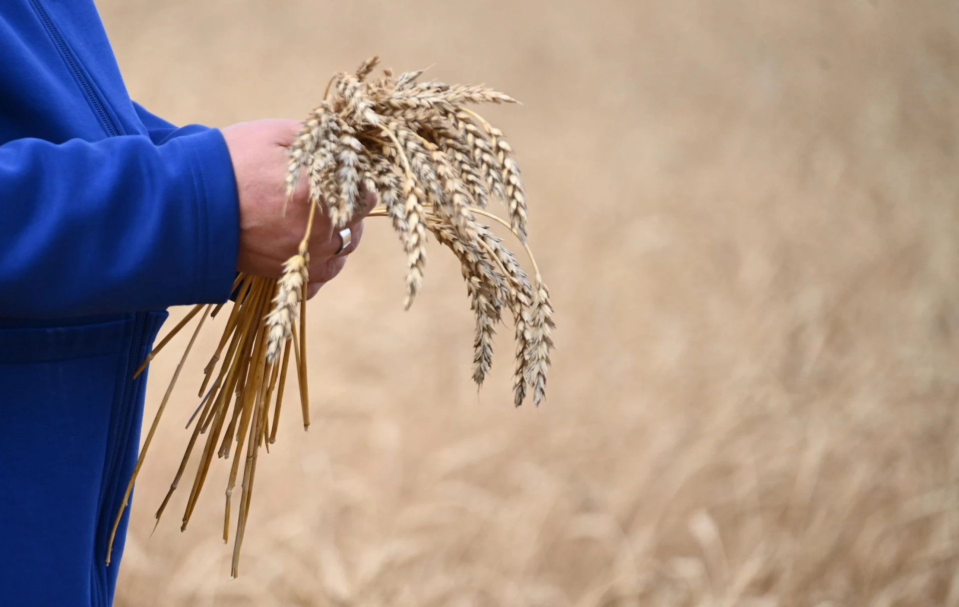 Челябинская область нарастила выпуск сельхозпродукции на 14% за год