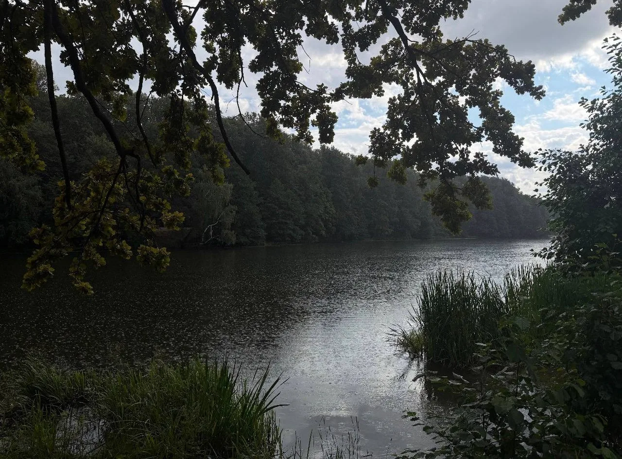 Пасмурная осень в парке 🍂🌧