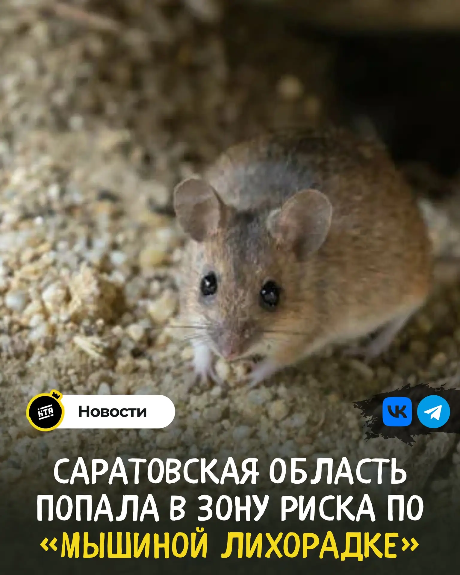 Саратовская область попала в зону риска по «мышиной лихорадке» 🐁⚠️

Роспотребнадзор предупредил об 