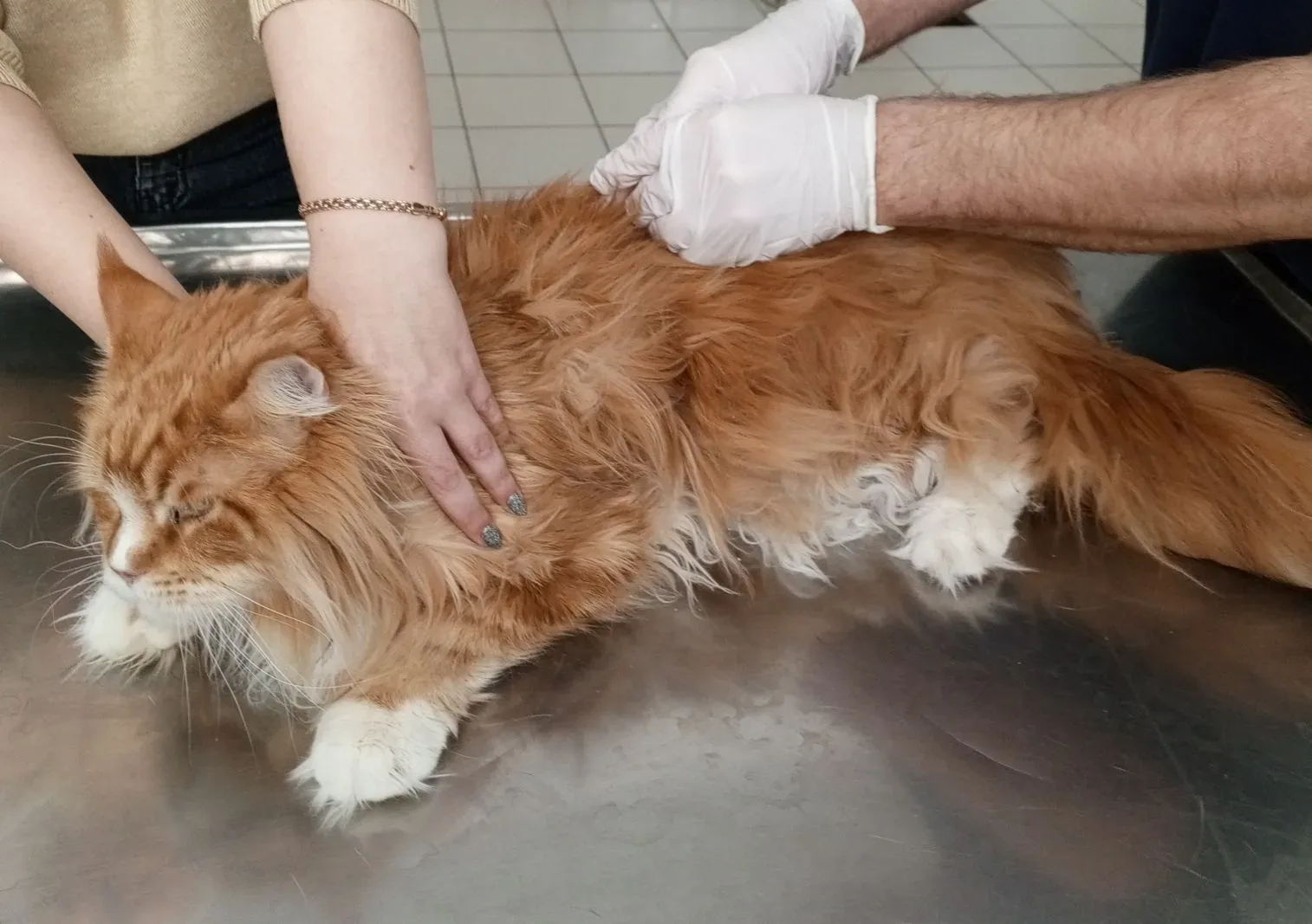 На приёме у ветеринара кот Феликс (мейн-кун, 5 лет) был осмотрен с жалобой на расстройс...