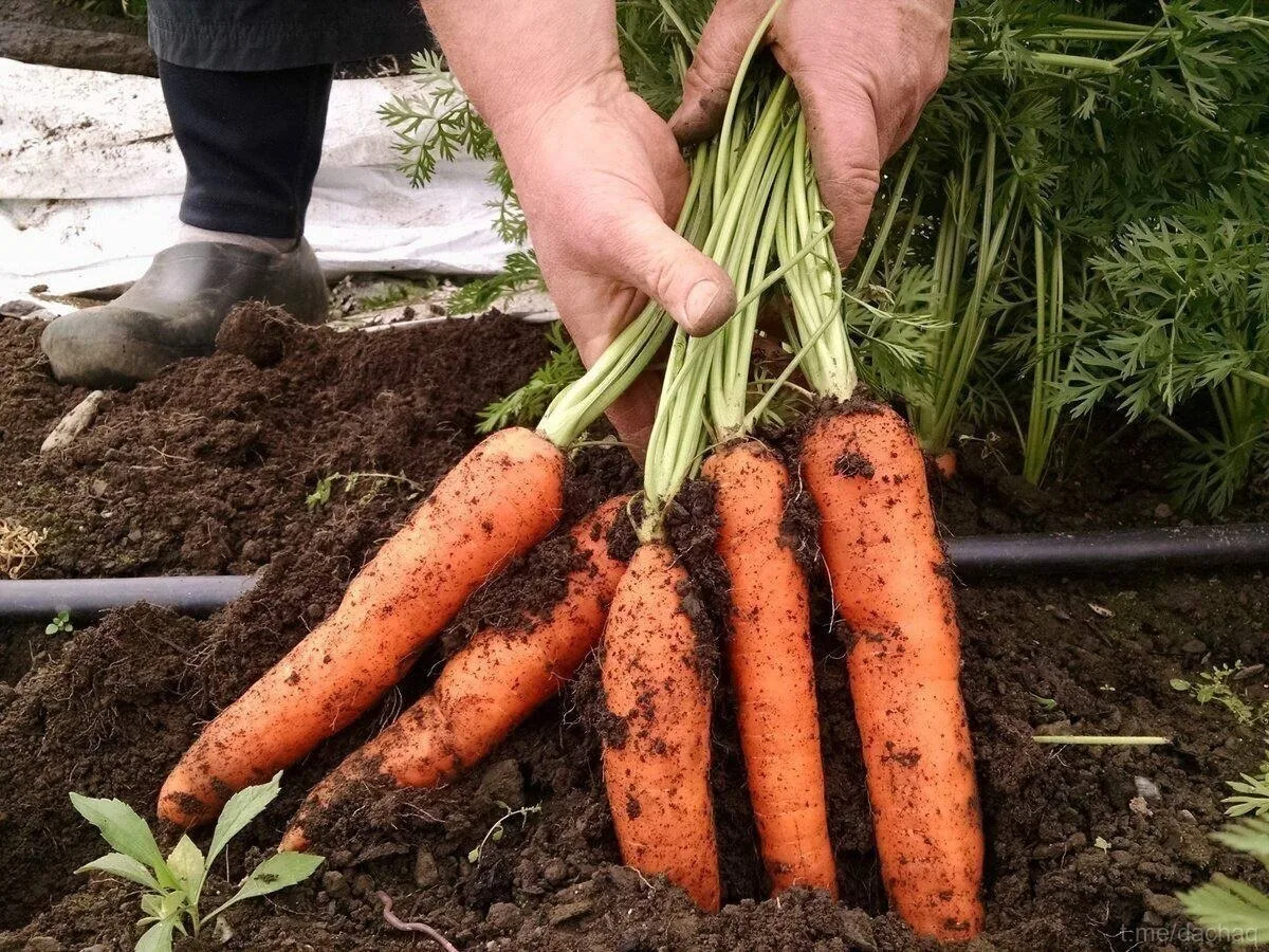 ПОЛИВАЕМ МОРКОВЬ ПРАВИЛЬНО 🥕
