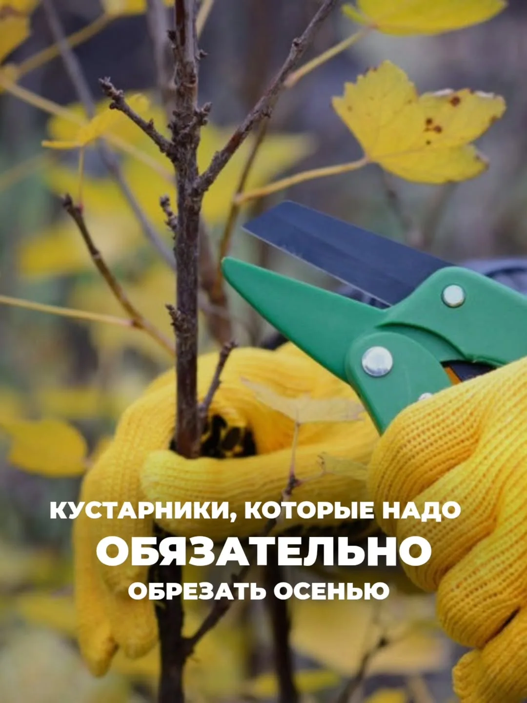 Кустарники, которые ОБЯЗАТЕЛЬНО нужно обрезать осенью 🍀