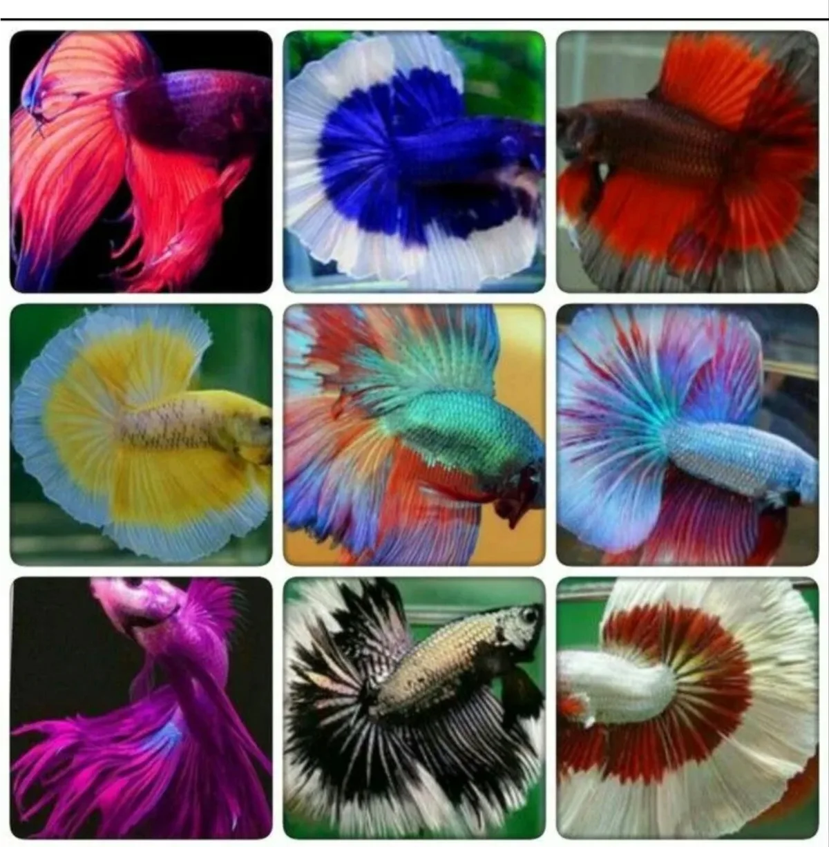 Фото