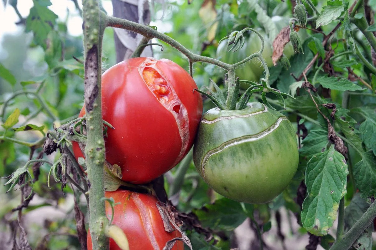 🍅 Помидоры трескаются после полива: что сделать прямо сейчас
Главная причина растрескивания томатов
