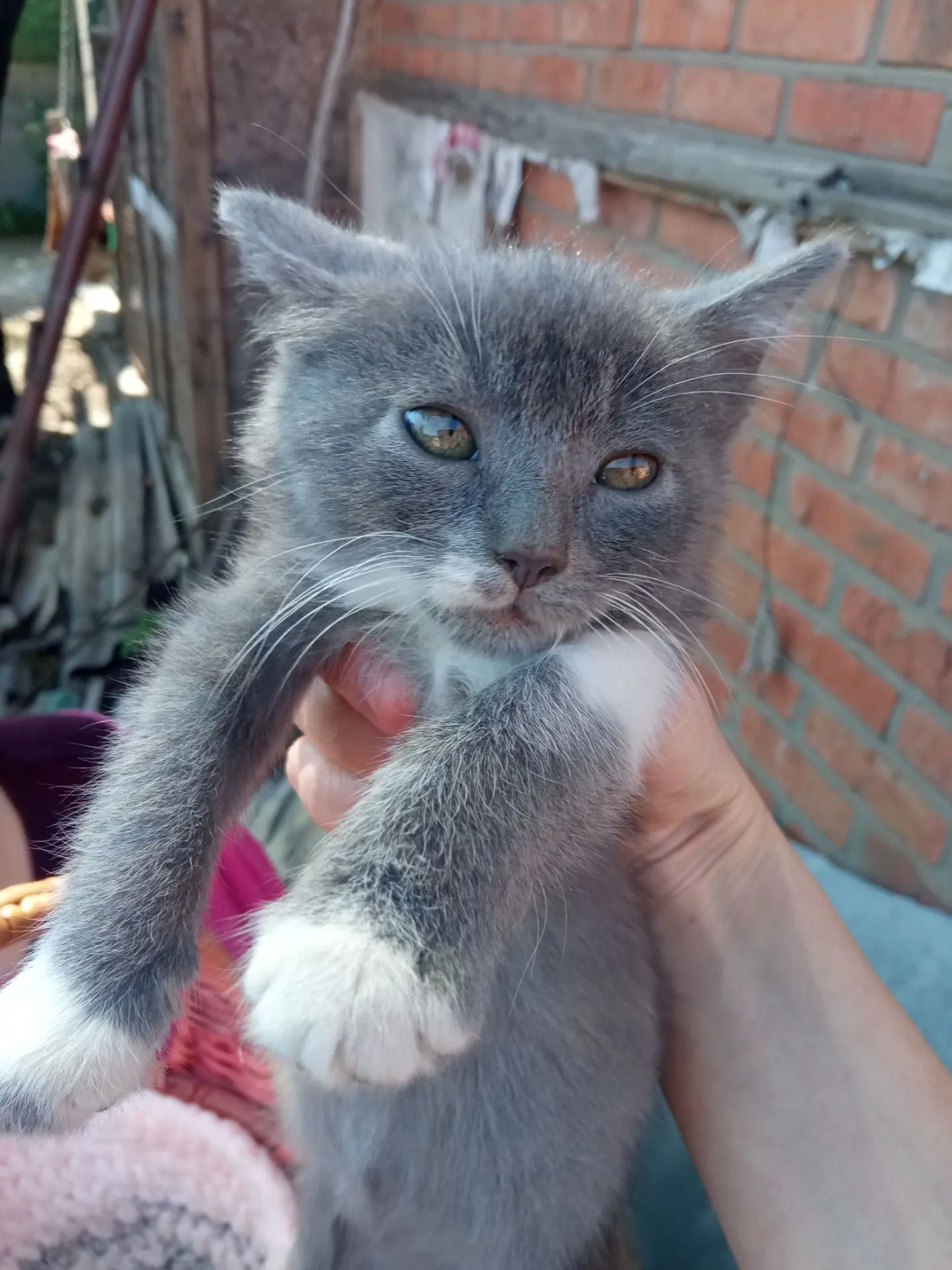 🏠 Отдам в добрые руки