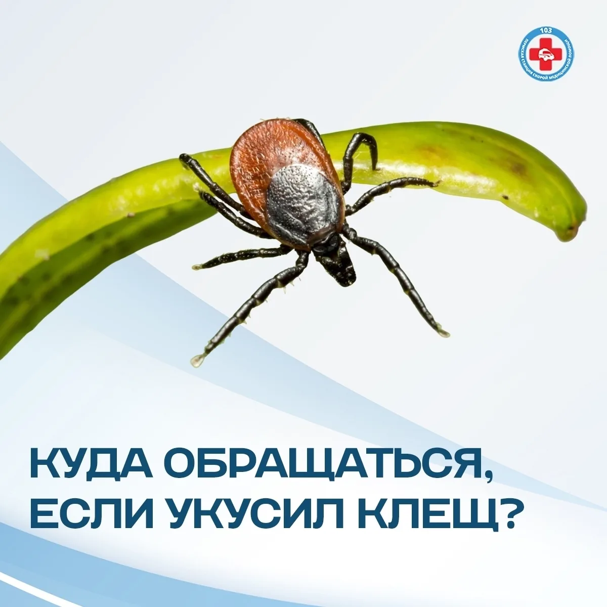 Вышка-2 | Мотовилиха | Садовый | Пермь🏡

🕷 Куда обращаться, если укусил клещ? 
 
Иксодовые клещи м