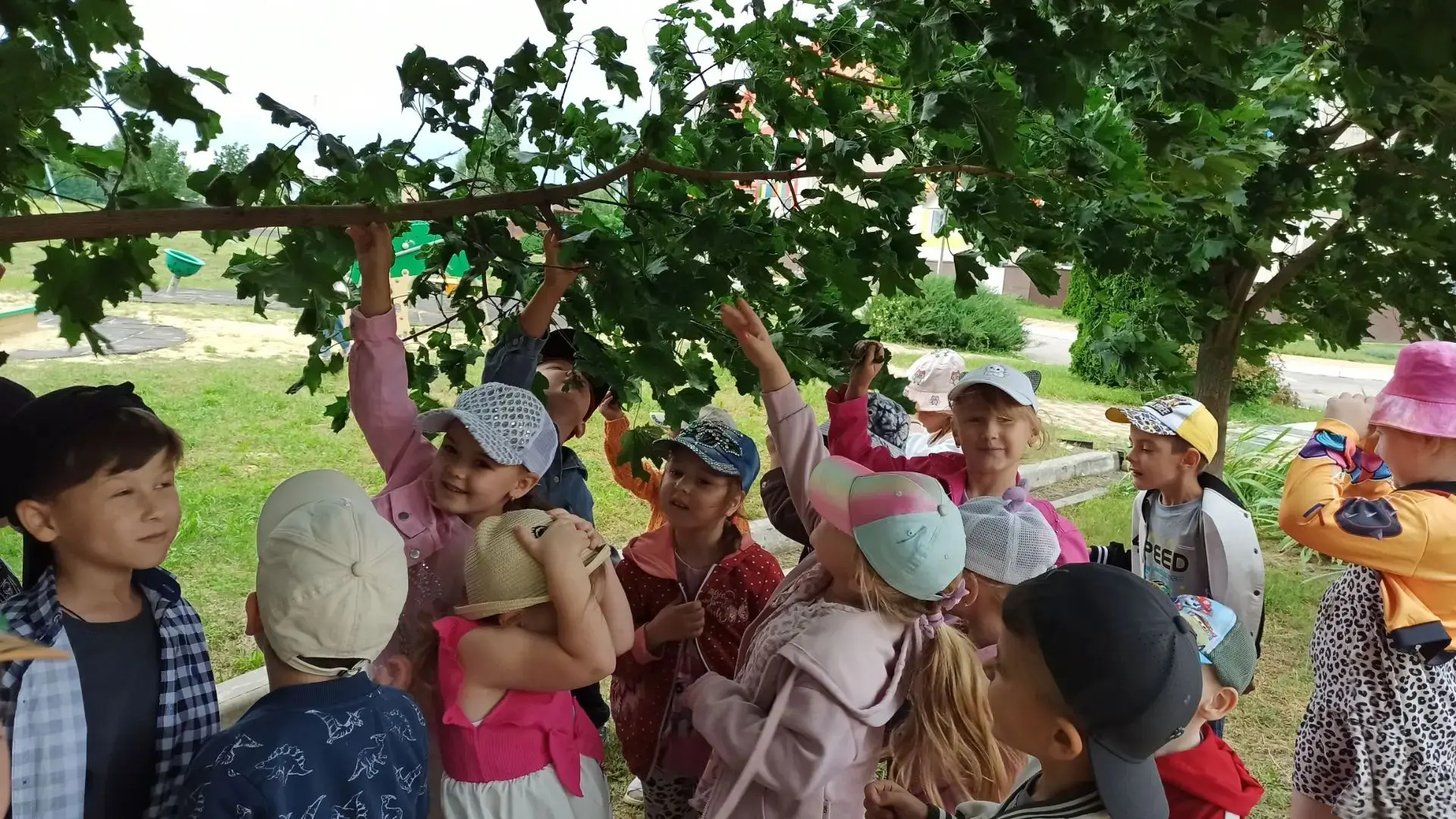 🌳 Деревья родного края: изучаем вместе с группой «Ромашки»! 🌳
Ребята отправились в увлекательное п