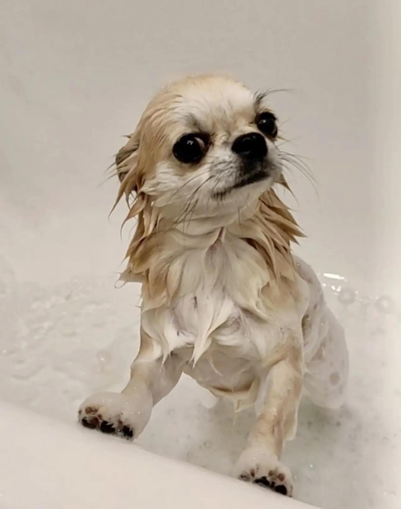 🐾😂🙈