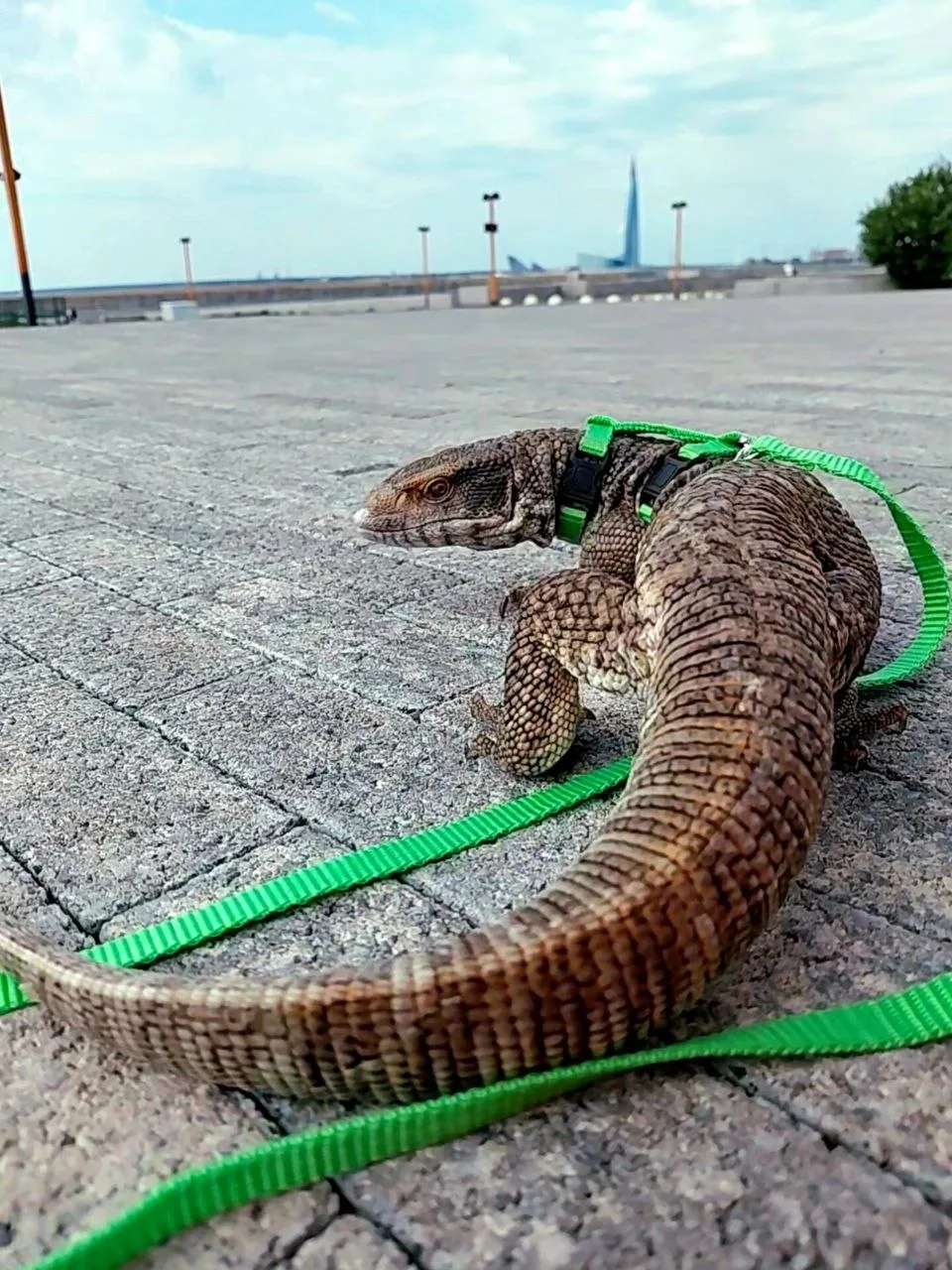 Любопытный гость в Линейном Парке

📷 Анна Рыжая

Новости Василеостровского