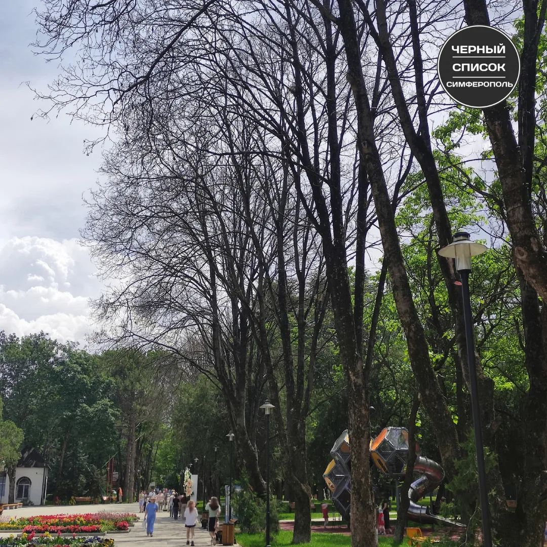 В Детском парке Симферополя после проведения благоустройства засохли очень много деревьев. Почему та