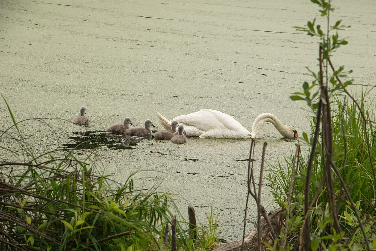 🦢🦢Пара лебедей, которые прилетели на лягушатник, теперь не одни – у них появилось сем...